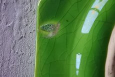 画像23: フランスヴィンテージ オクトゴナル きみどり釉 メイン皿 24cm〖202302-32〗 (23)
