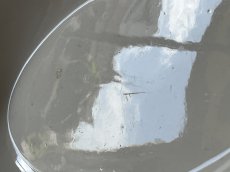 画像6: 19世紀 南仏 ヴァラージュ 白いファイアンス オーバル皿〚202504-028〛 (6)